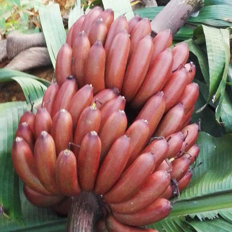 红皮香蕉广西特产新鲜水果 自然熟无...
